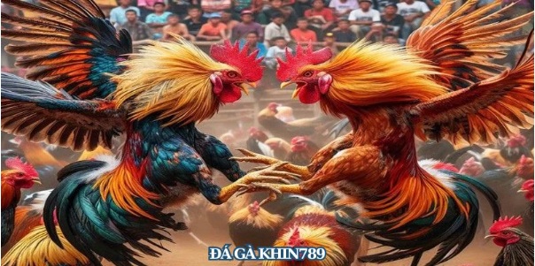 Bí Quyết Cá Cược Đá Gà Khin789 Trăm Trận Trăm Thắng