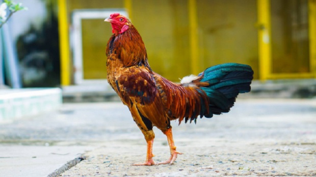 Cách thúc gà đá mau mập