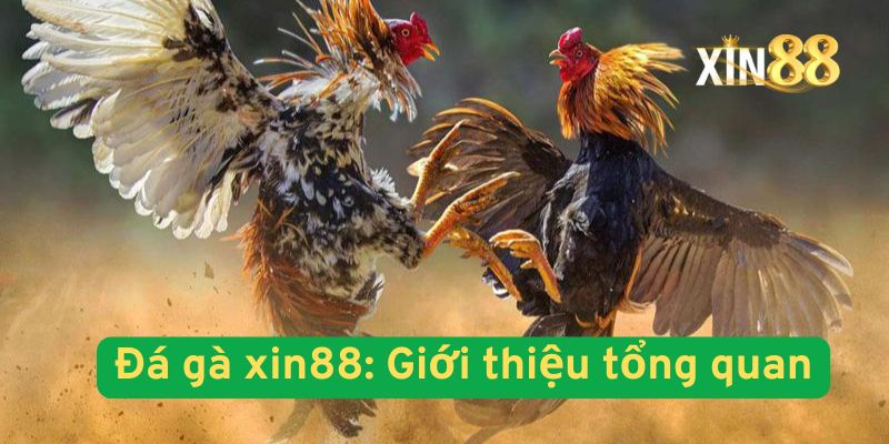 Đá Gà Xin88: Khám Phá Văn Hóa Chọi Gà Và Kỹ Thuật Nuôi Chiến Kê Tối Ưu