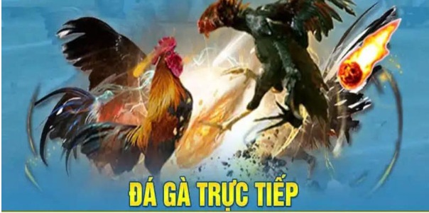 Đá Gà 0123win: Trải Nghiệm Đỉnh Cao Cho Cược Thủ Năm 2025