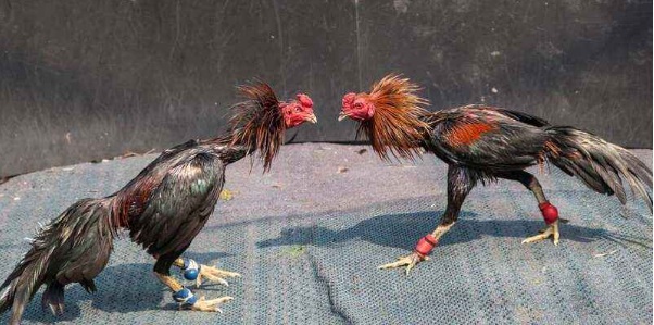 Gà Đá Cựa Okvip – Sân Chơi Đỉnh Cao Cho Cược Thủ Năm Nay