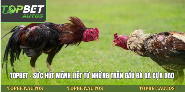 Topbet – Sức Hút Mãnh Liệt Từ Những Trận Đấu Đá Gà Cựa Dao